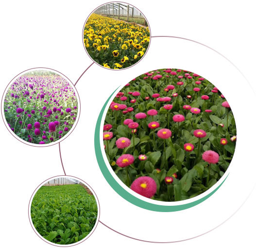 鼓動(dòng)溜槽廠(chǎng)家